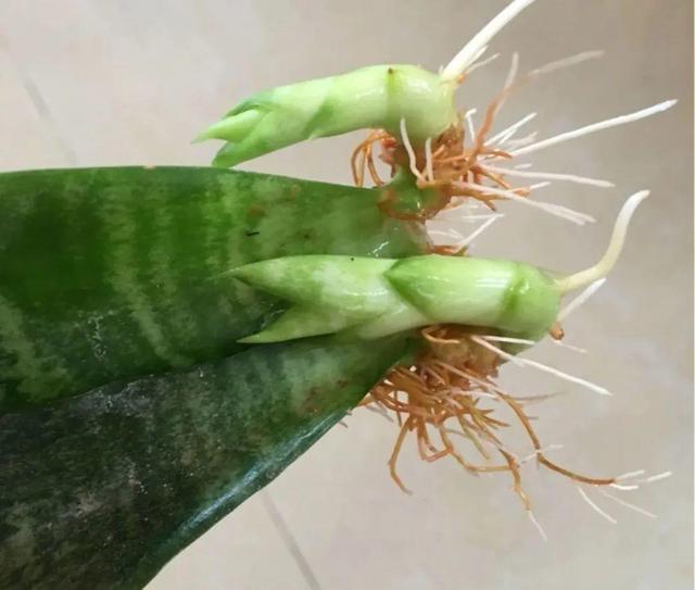 碰碰香有毒吗 碰碰香有毒吗（植物碰碰香有毒吗） 生活