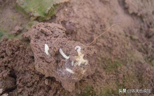 种植的韭菜生了地蛆怎么办？农村的土方法不用农药防治地蛆2