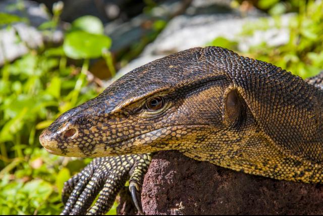 五爪金龙图片(浜旂埅閲戦緳鍥剧墖澶у叏闇告皵) 注册公司 第5张