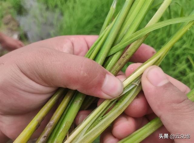 杀虫单是防治水稻螟虫的好配药，内吸性强，强力杀卵