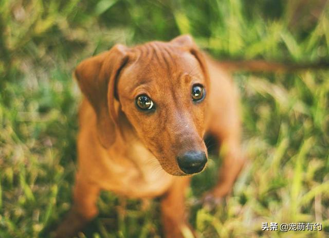 长毛腊肠犬