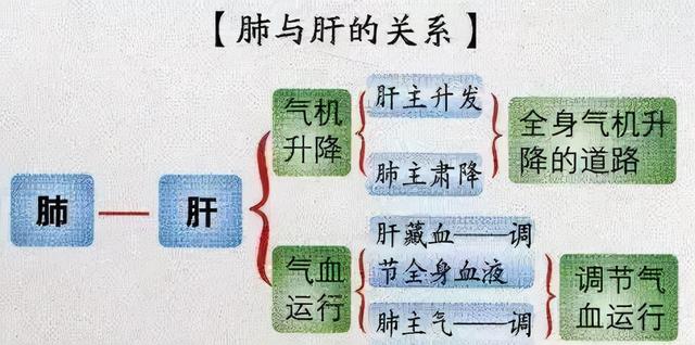 青黛+蛤壳，妙用可软坚散结，清肝利肺，降逆除烦，建议收藏