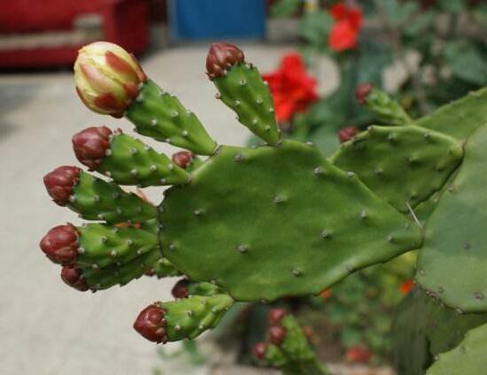 仙人掌的花语