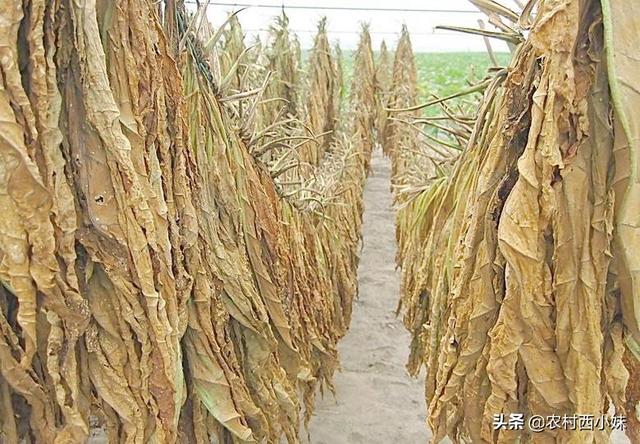 烟草种植田常见的杂草有哪些？烟草种植田除草剂使用方法