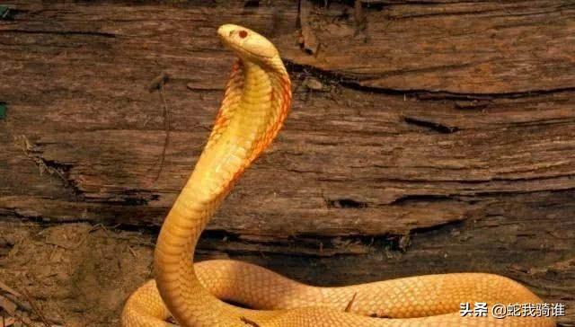 毒液2 在线免费观看 1280p高清国语 完整资源分享 003 免费品牌推广区 免费推广论坛 Powered By Discuz