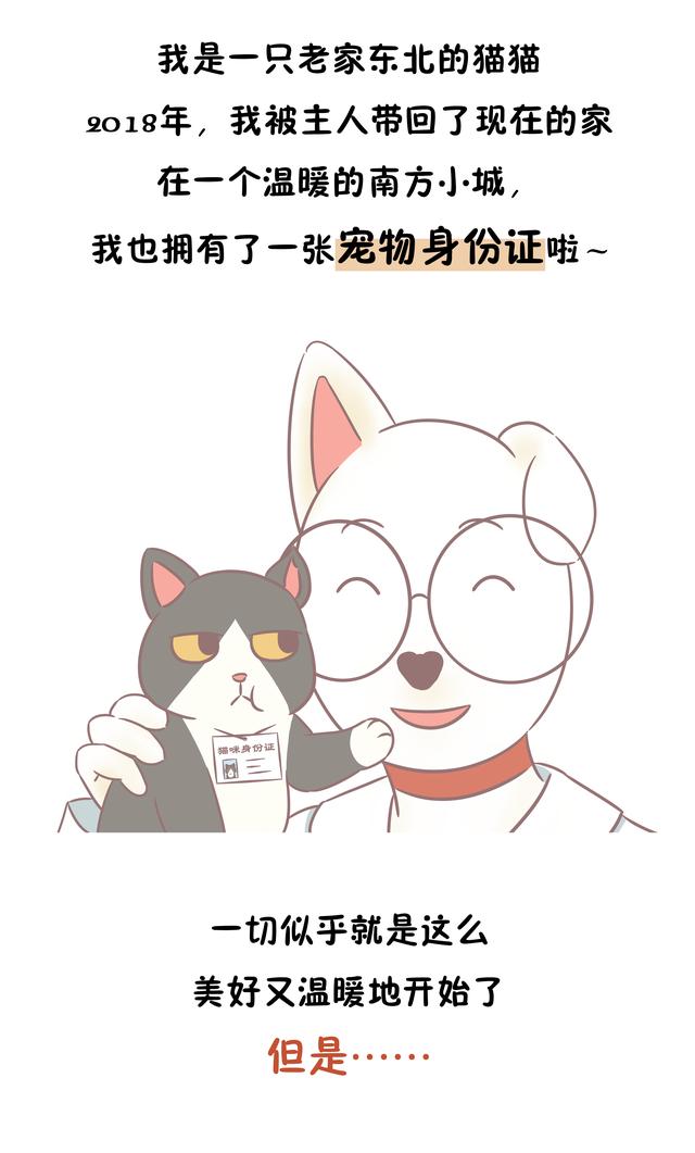 东北猫