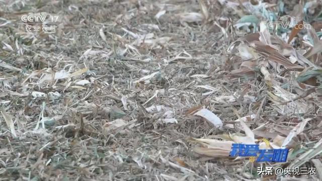 秸秆破碎机效果