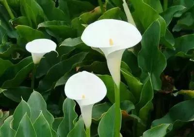 50种浪漫鲜花花语大全 50种浪漫鲜花花语大全（50种浪漫鲜花花语大全图片） 生活