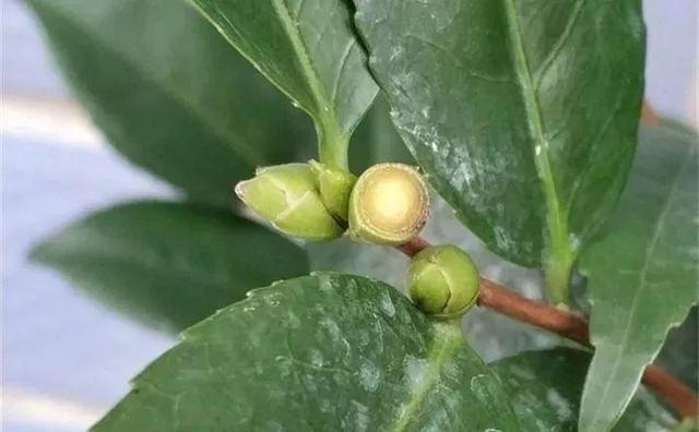 茶花 茶花（茶花盆栽技术） 生活