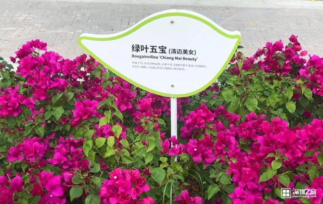 深圳市市花