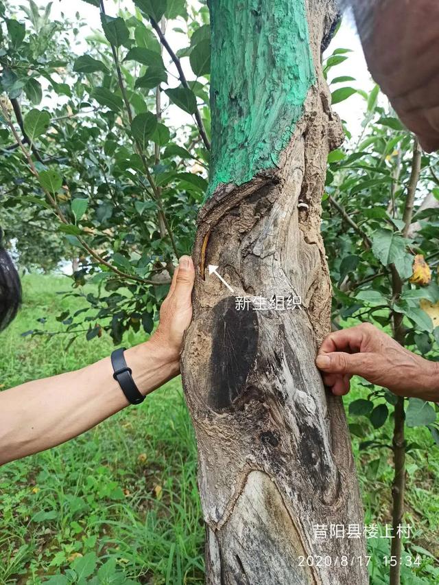 果树枝干腐烂怎么办，防治及时进行是关键7