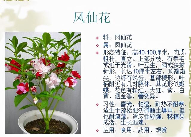常见植物花卉400种