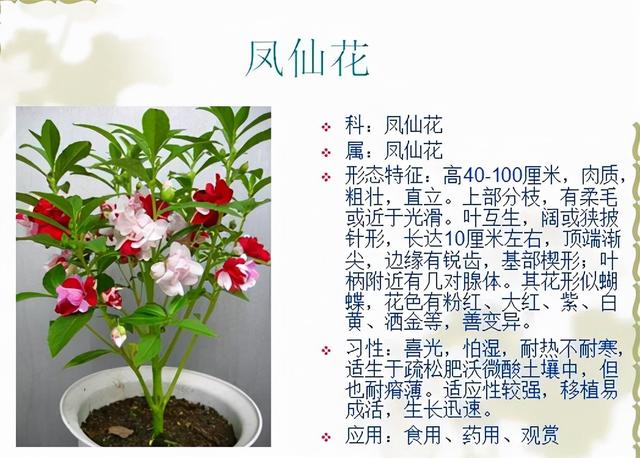 观花植物 观花植物（木本观花植物） 生活
