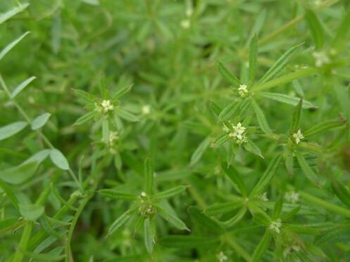 阔叶杂草大合集，附赠一份除草方法17