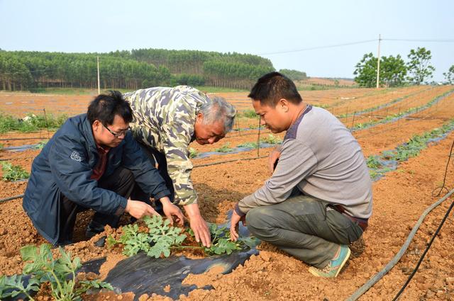 西瓜蓟马虫害比去年重，用遍了药还是打不住？教你蓟马防治要领4