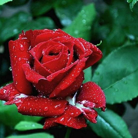 玫瑰花数量的含义 玫瑰花数量的含义（玫瑰花不同数量代表的含义） 生活
