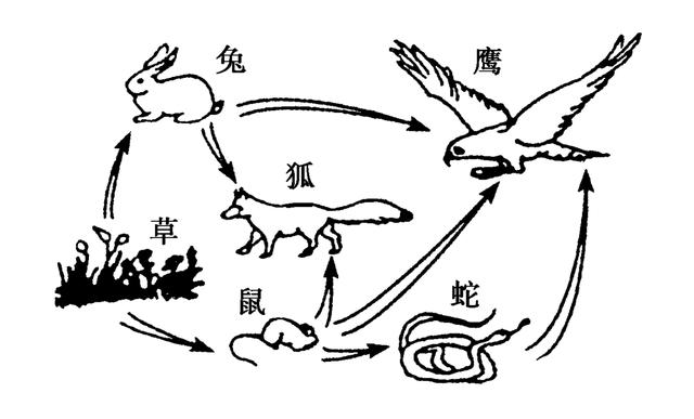 蛇的演变过程图片图片