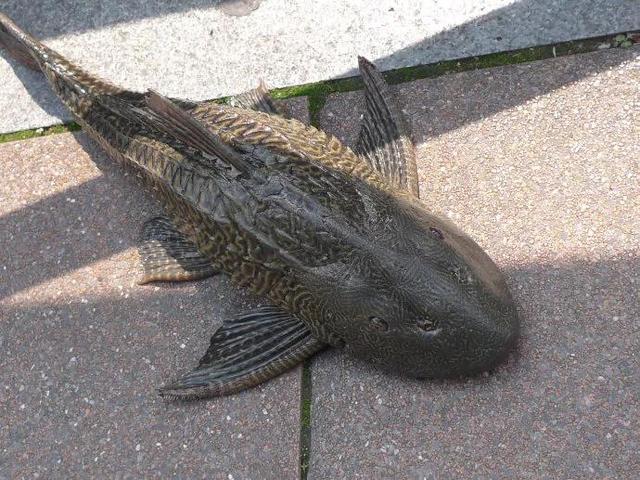 垃圾鱼(垃圾鱼清道夫) 资讯 第10张