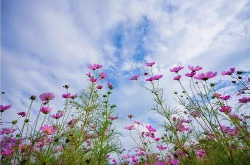 陌上花开的暗示