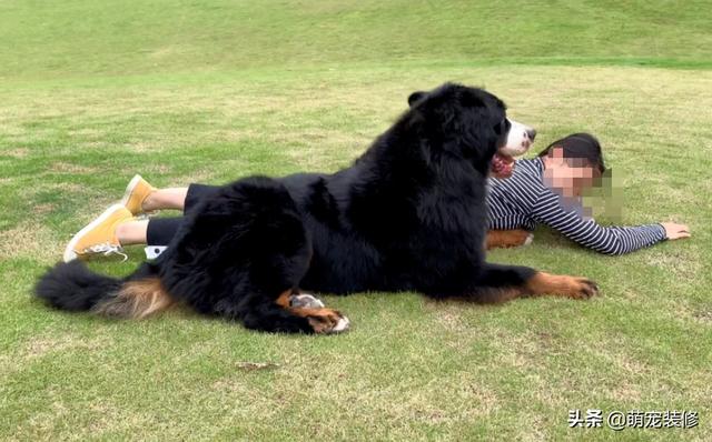 长须牧羊犬