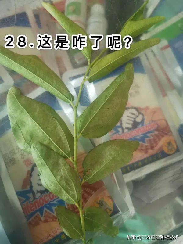 冬枣花期打了赤霉素3天后，树上能喷水吗，对花有影响吗？1