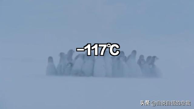 企鹅会飞么