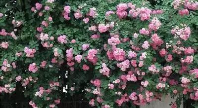 50种浪漫鲜花花语大全 50种浪漫鲜花花语大全（50种浪漫鲜花花语大全图片） 生活
