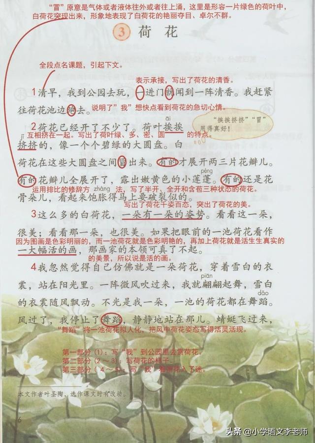 荷花课文三年级下册语文荷花课文讲解分析