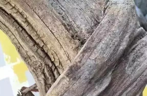 崖柏鱼鳞纹是什么样