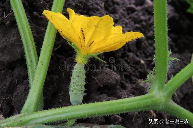 神奇！黄瓜原来还能这样种！不用农药，也能亩产1万斤，收入4万元5