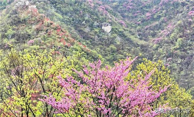 六安鮮花店六安再現萬畝花海這一次更大六安十大美人照片