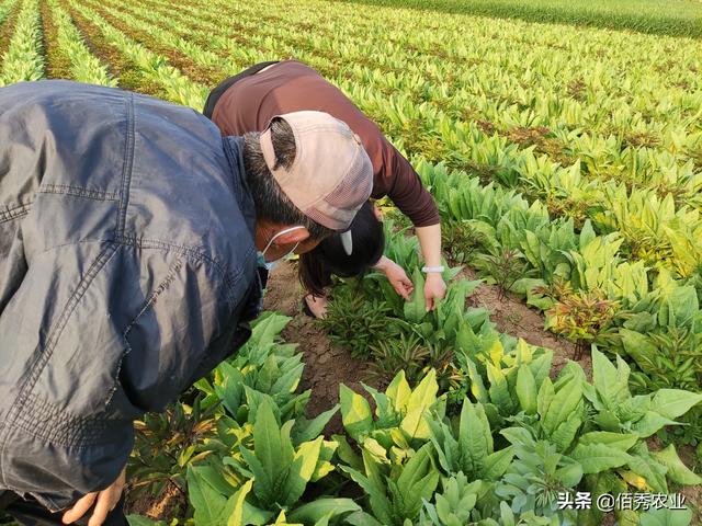 传统“王牌”杀菌剂多菌灵，怎样混配效果显著，使用时要注意什么6