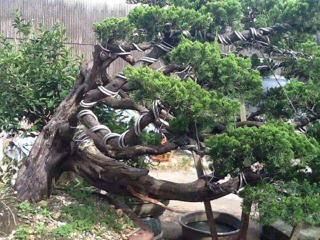 龙柏盆景