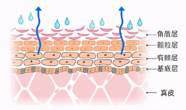 长期用白醋洗脸有副作用吗（白醋洗脸可以美白是真的吗）