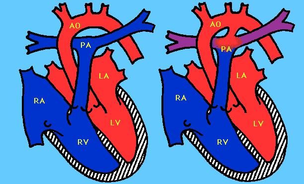 狗狗睡觉时偶尔喘气急促怎么回事(老狗不睡觉喘气急促)-艾拉养犬