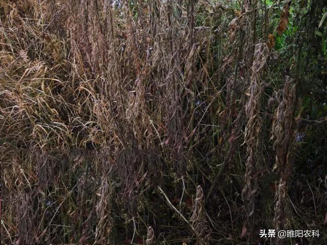 这个除草剂，除草更强，一天中毒，3天枯黄，5天彻底除根1