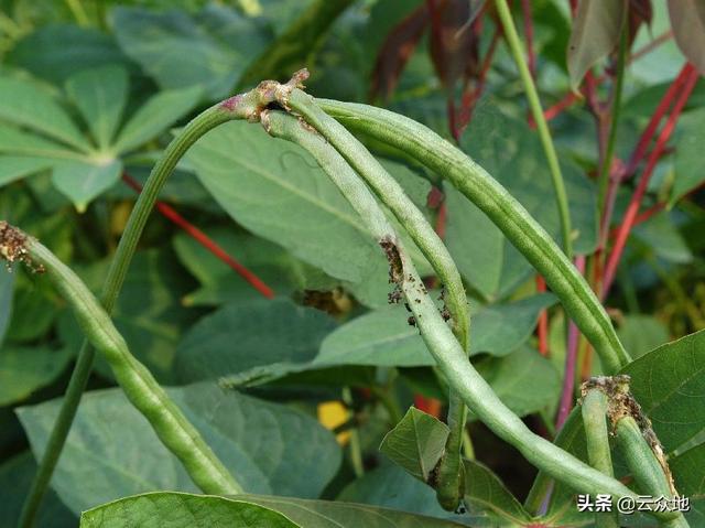 科学防治豇豆豆荚螟有技巧：治花不治荚，选对高效农药防治3