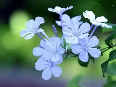 50种浪漫鲜花花语大全 50种浪漫鲜花花语大全（50种浪漫鲜花花语大全图片） 生活