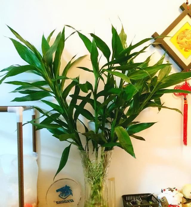 家里最旺财的十种花 家里最旺财的十种花（兰花） 生活