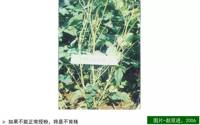 大豆症青——黄淮海夏大豆生产的“癌症”？“罪魁祸首”是它！11