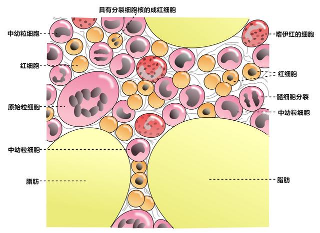 醋酸亚铁(醋酸亚铁对人体有害吗)