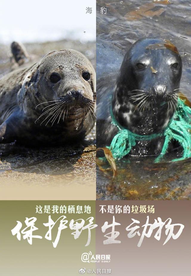 今天，是世界动物日