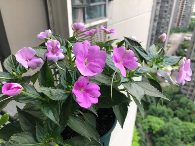 7种花适合孩子养，随便插土里就能活，孩子成就感满满