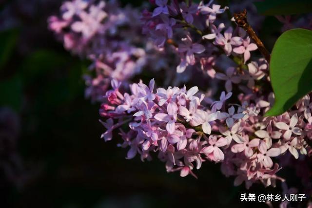 丁香花几月开