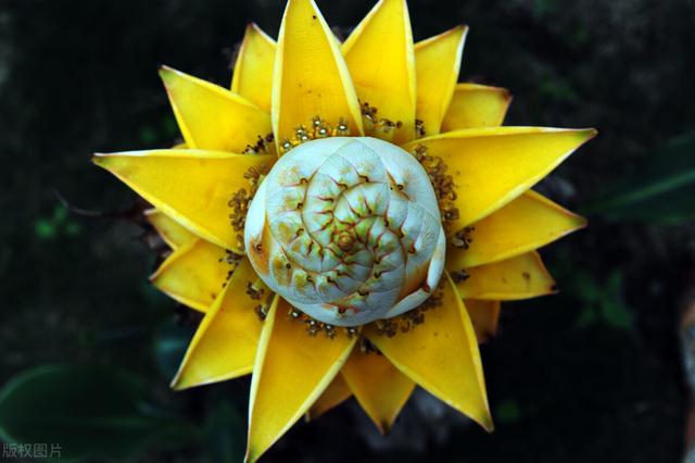 20种常见的“安全花”，家里有孕妇小孩也不怕，无毒无害很安全