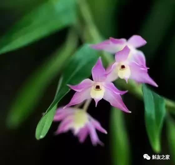 石斛种类 石斛种类（石斛种类有哪些） 生活