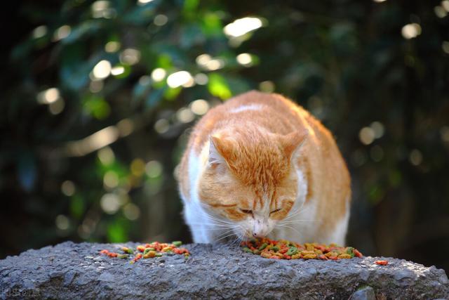 小猫的特点