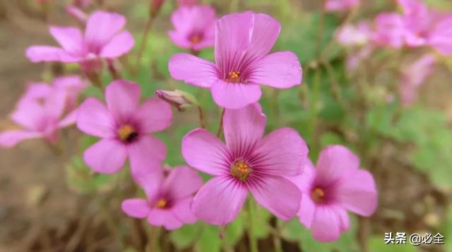 北方宿根花卉 北方宿根花卉（北方宿根花卉有哪些种类） 生活