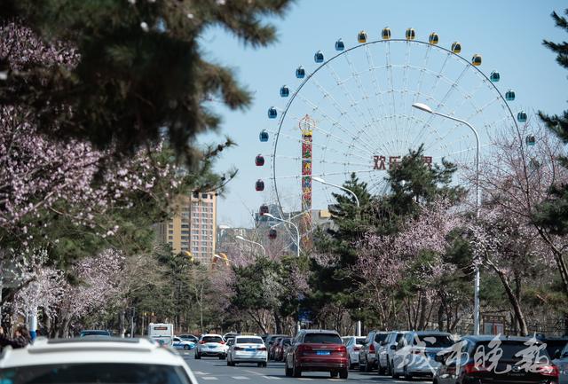 长春市花