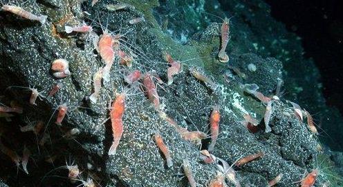 什么动物会夏眠（什么动物不需要阳光）